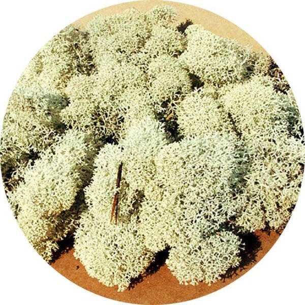 Heki 3212 Islandmoos grau 30 g