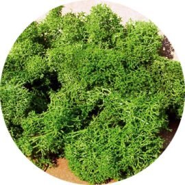 Heki 3219 Islandmoos hellgrün 75 g